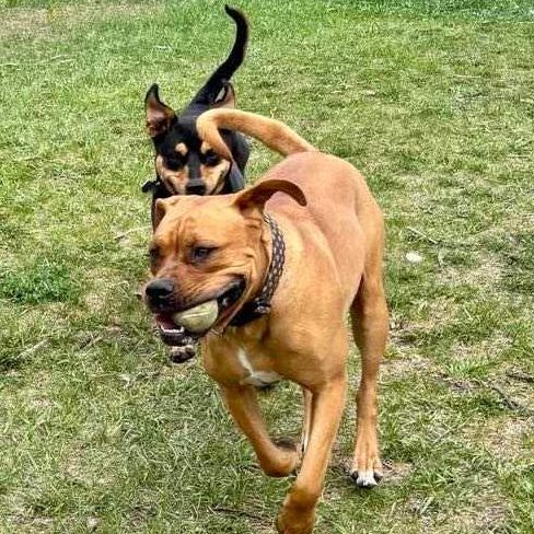9f6f9681002b7e48c0143aabaff92427 Dogs playing with a ball, having a good time